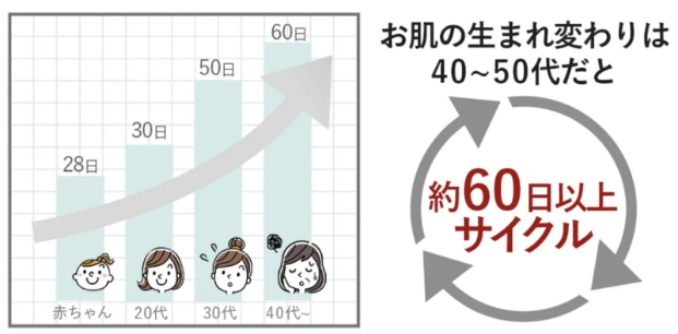 お肌の生まれ変わりは40〜50代だと約60日以上サイクル